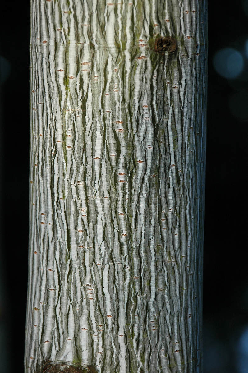 Image of Acer pensylvanicum specimen.