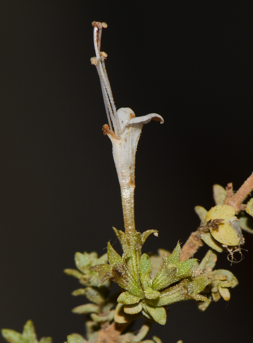 Image of Origanum dayi specimen.