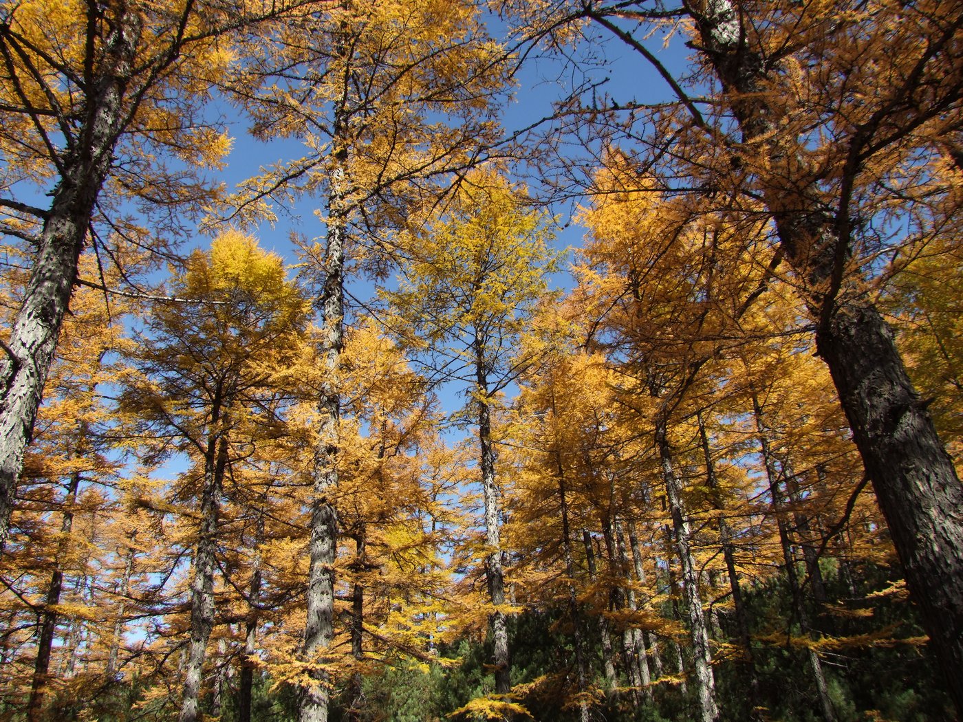 Image of Larix cajanderi specimen.