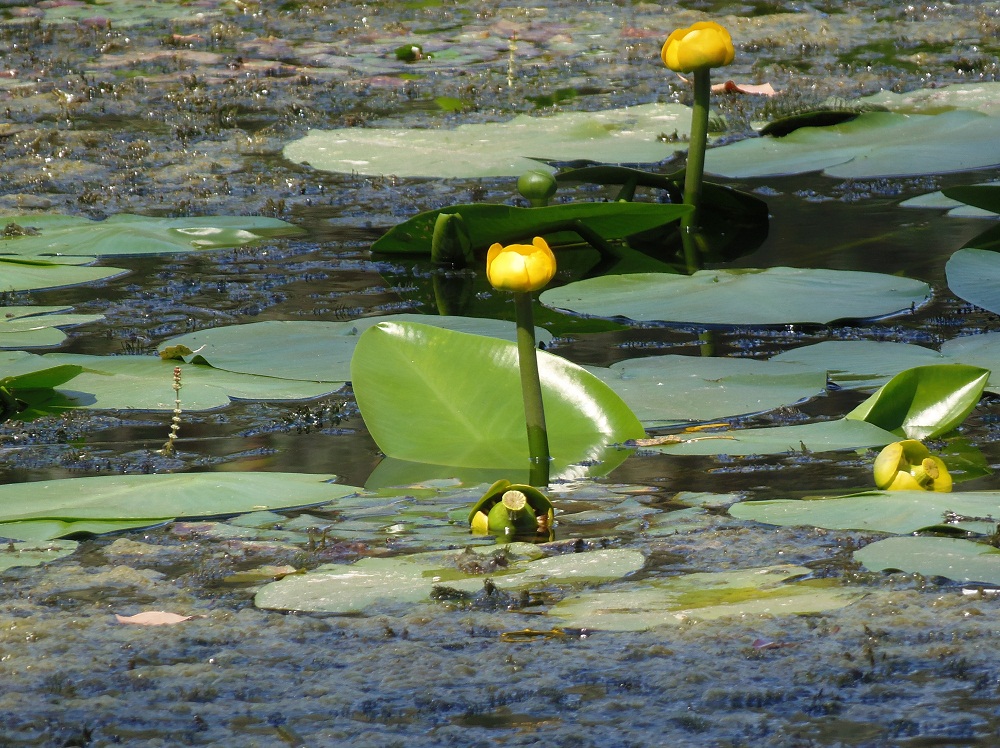 Желтая кувшинка на воде