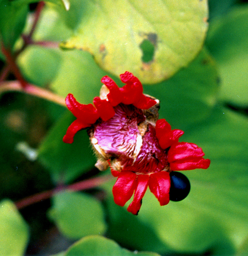 Image of Paeonia daurica specimen.