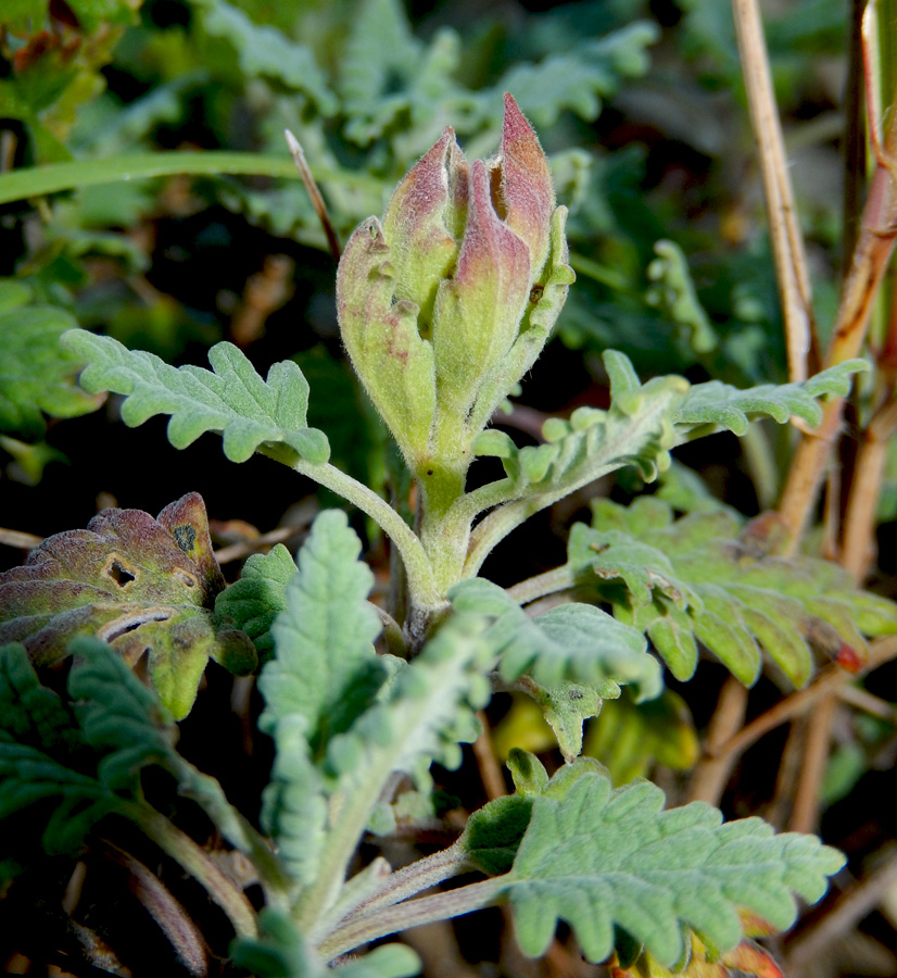 Image of Scutellaria novorossica specimen.