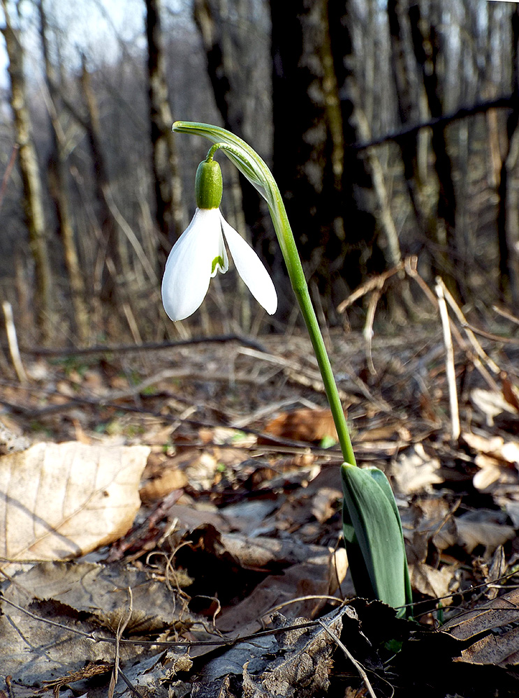 Image of Galanthus alpinus specimen.