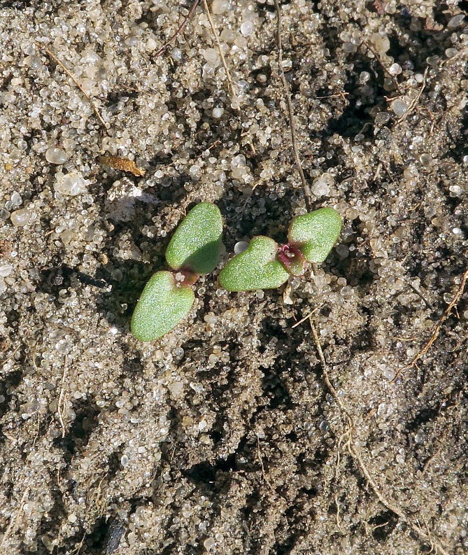 Image of genus Veronica specimen.