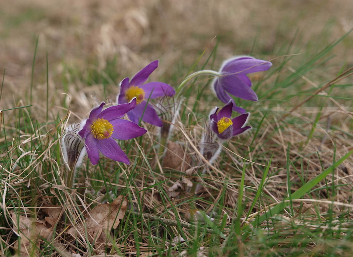 Image of Pulsatilla patens specimen.