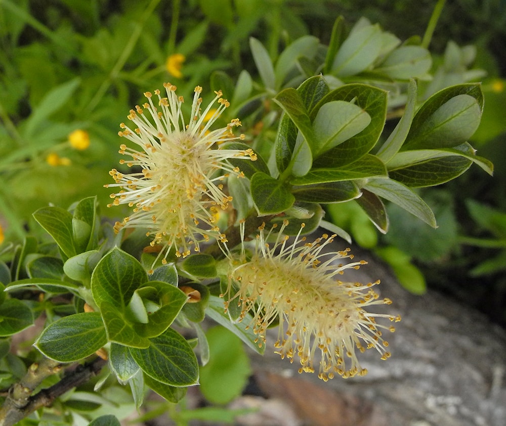 Image of Salix rhaetica specimen.