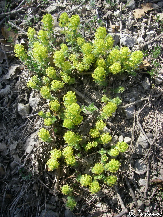 Image of Cruciata taurica specimen.