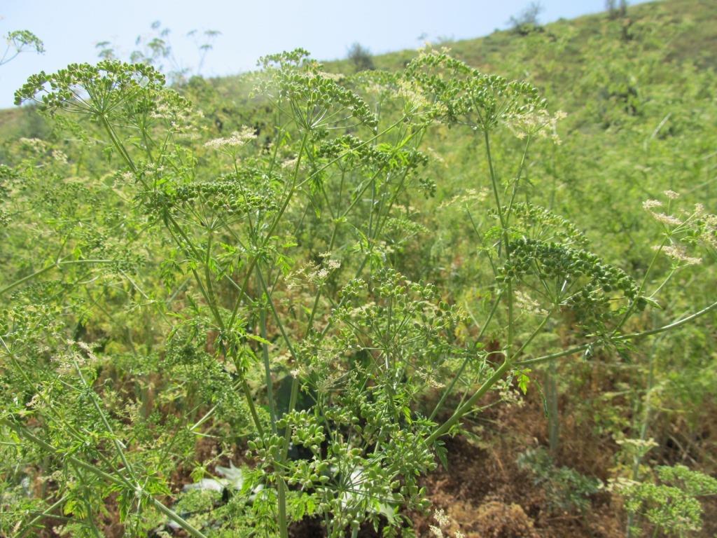 Изображение особи семейство Apiaceae.