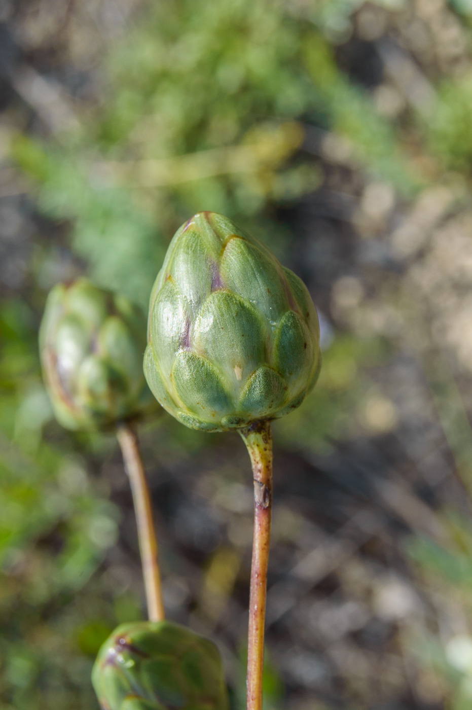 Изображение особи Rhaponticoides ruthenica.