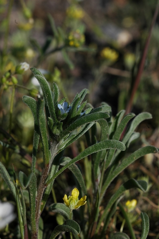 Image of genus Lappula specimen.