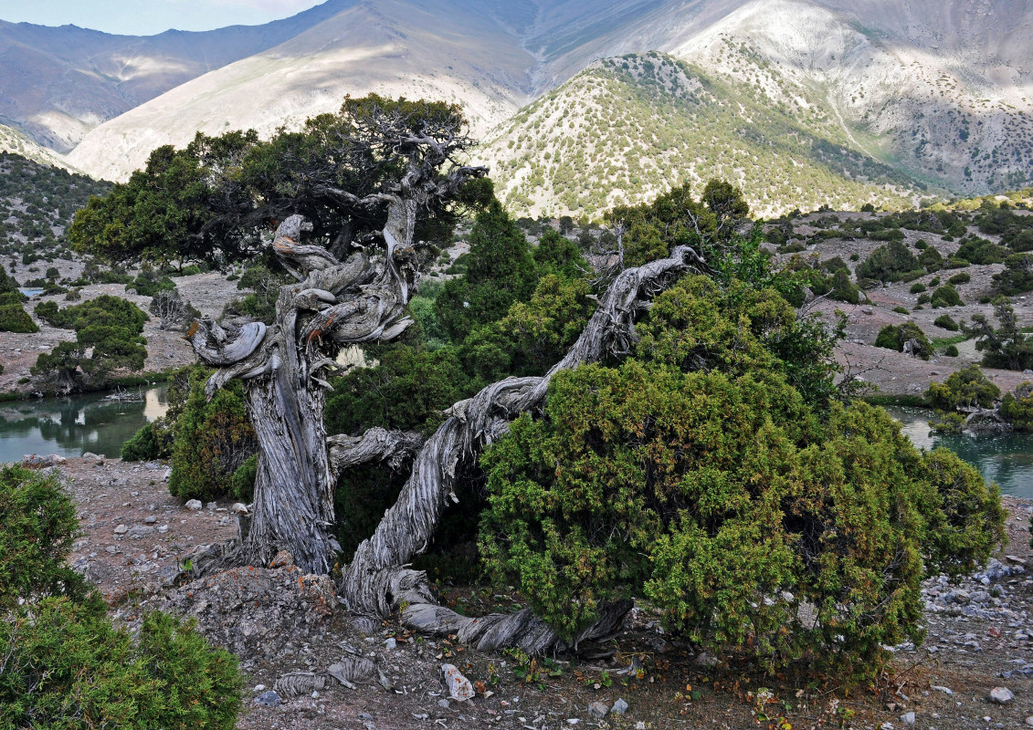 Image of Juniperus seravschanica specimen.