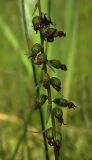 Epipactis helleborine