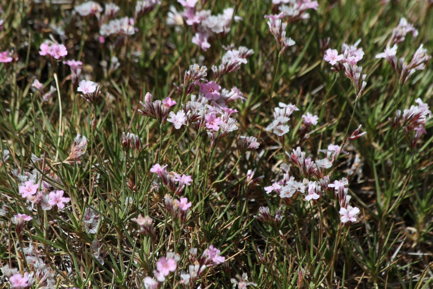 Image of genus Acantholimon specimen.