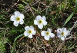 Oxalis versicolor