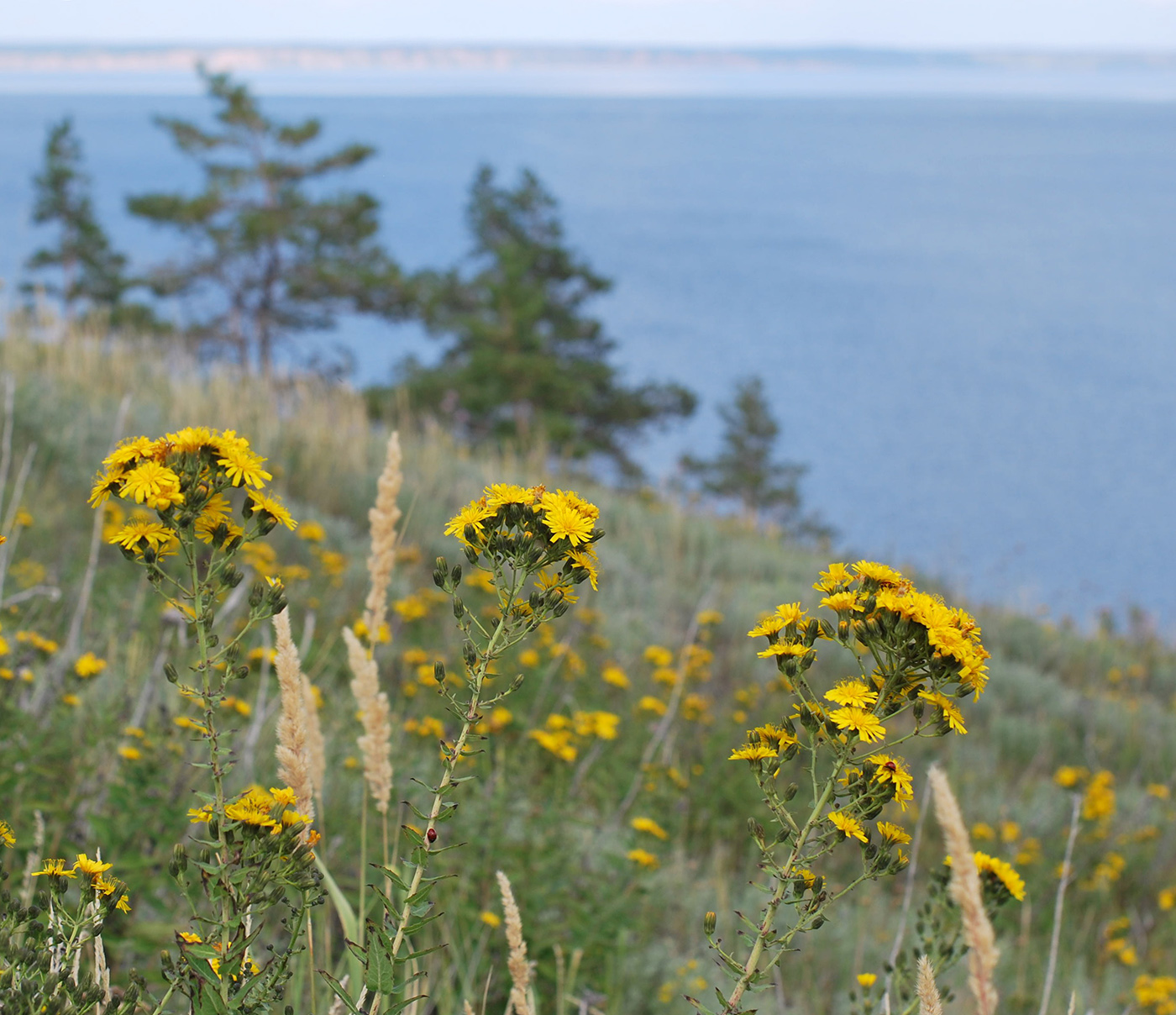 Image of Hieracium robustum specimen.