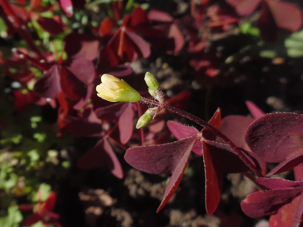 Image of Oxalis stricta specimen.