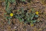 Potentilla bifurca. Цветущее растение. Монголия, Улан-Батор, у дороги. 31.05.2017.