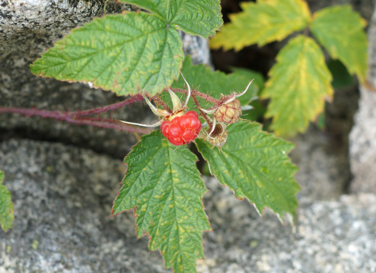 Изображение особи Rubus matsumuranus.