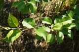 View full-size image Malus domestica