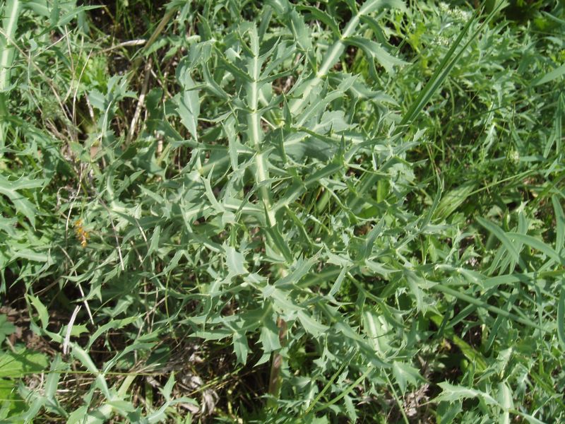 Изображение особи Eryngium campestre.