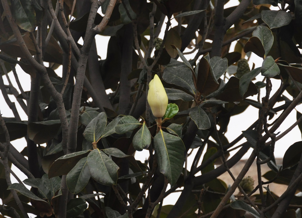 Изображение особи Magnolia grandiflora.