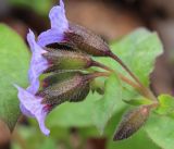 Pulmonaria obscura. Соцветие. Санкт-Петербург, Старый Петергоф, парк \"Сергиевка\". 01.05.2010.