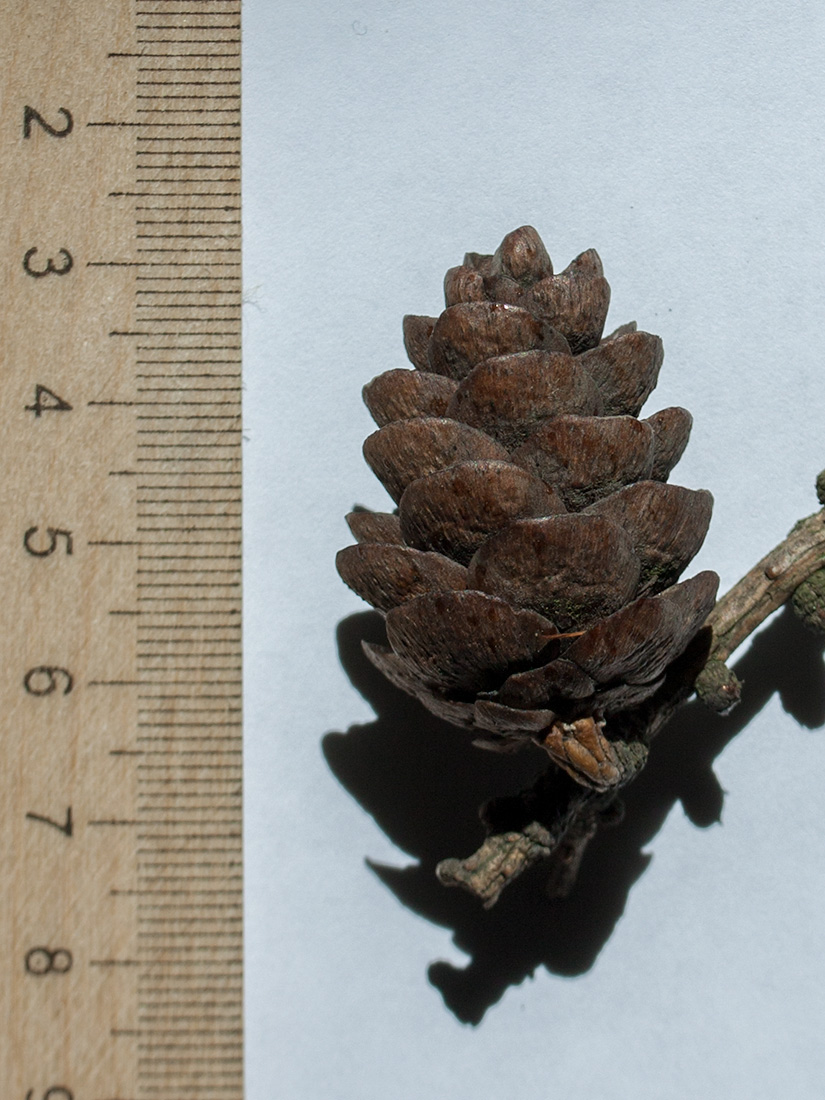 Image of Larix sibirica specimen.