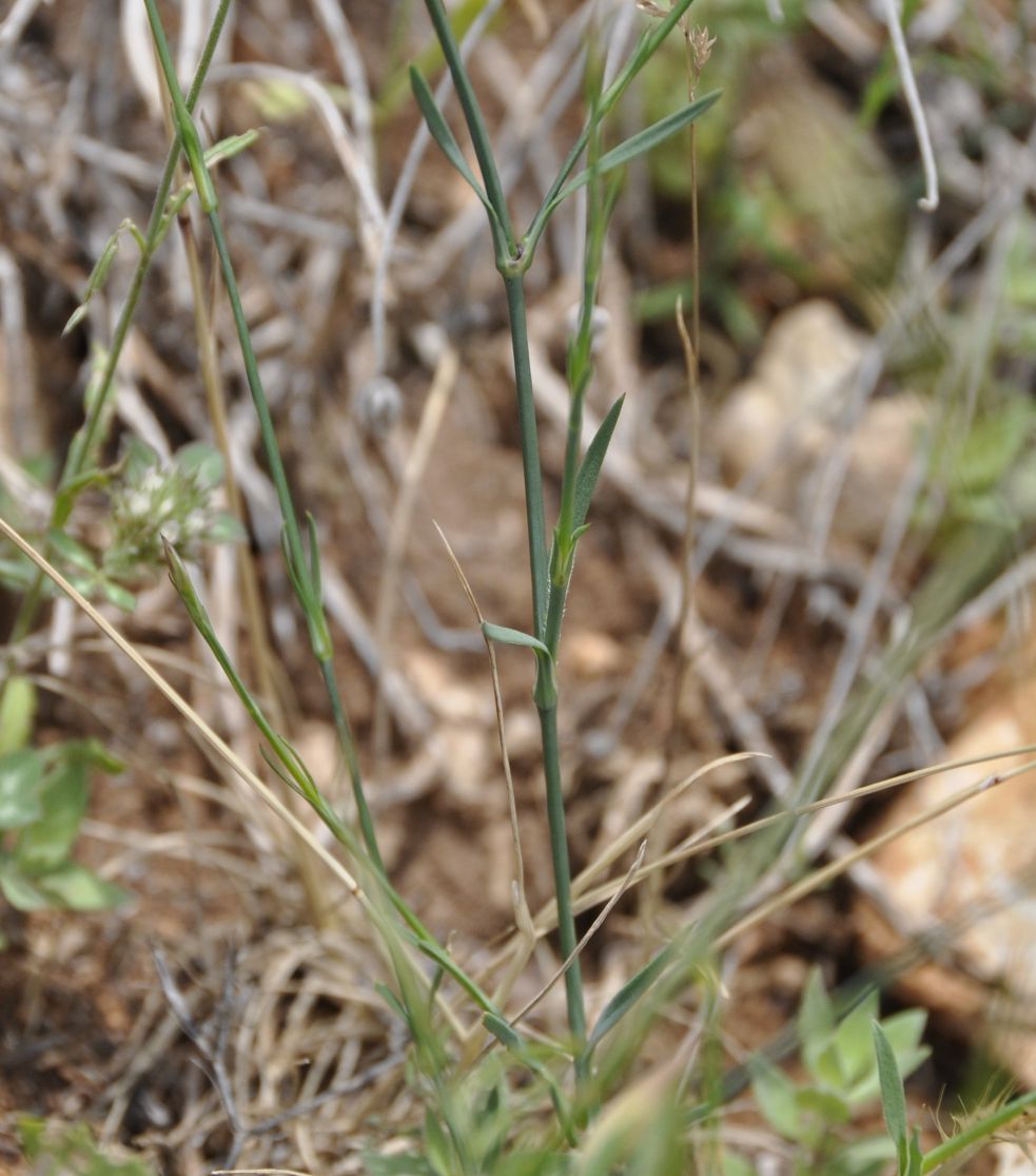 Image of Petrorhagia dubia specimen.