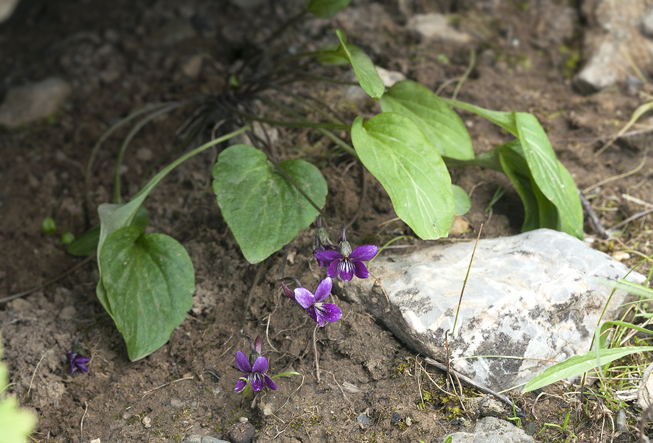 Image of Viola alaica specimen.