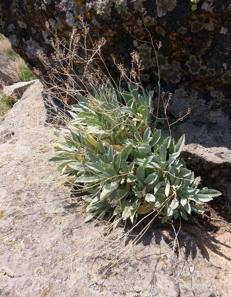 Image of Aurinia saxatilis specimen.