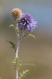 Echinops ruthenicus