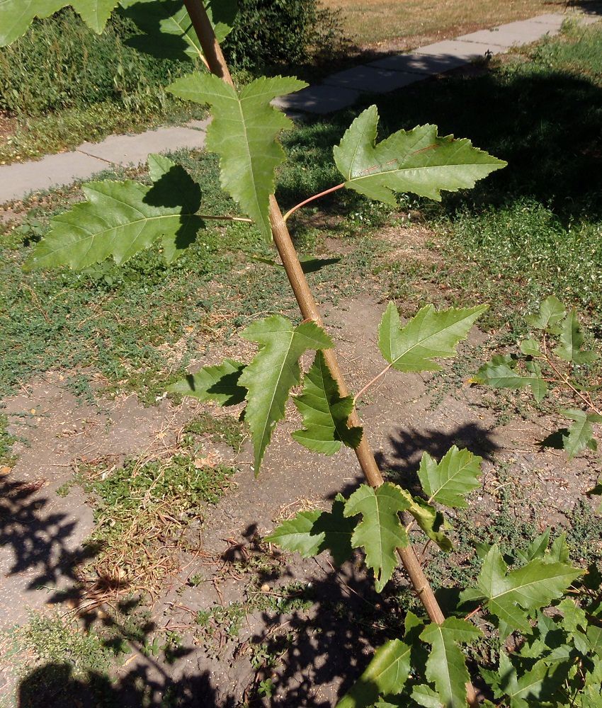 Image of Acer ginnala specimen.