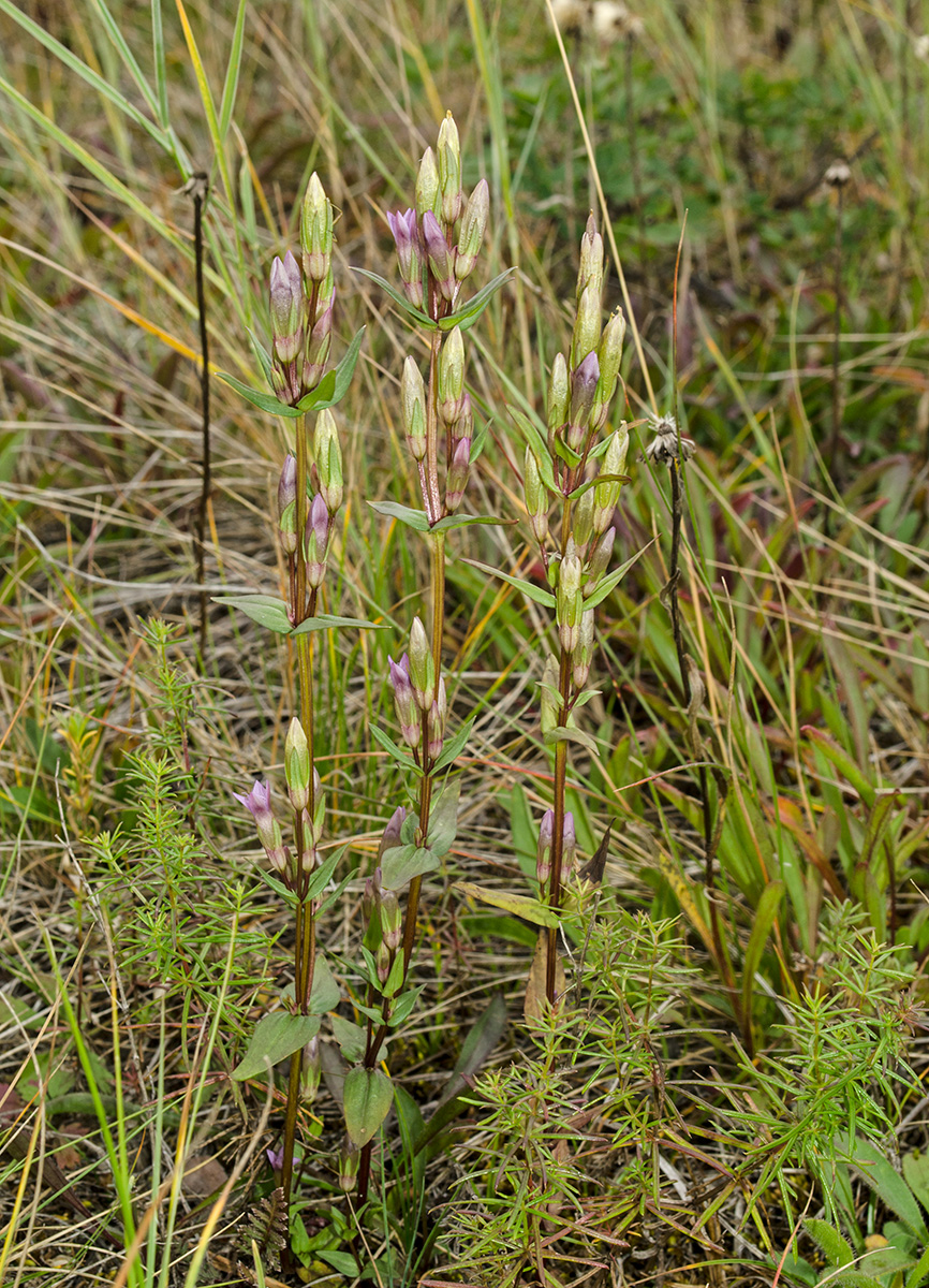 Image of Gentianella amarella specimen.