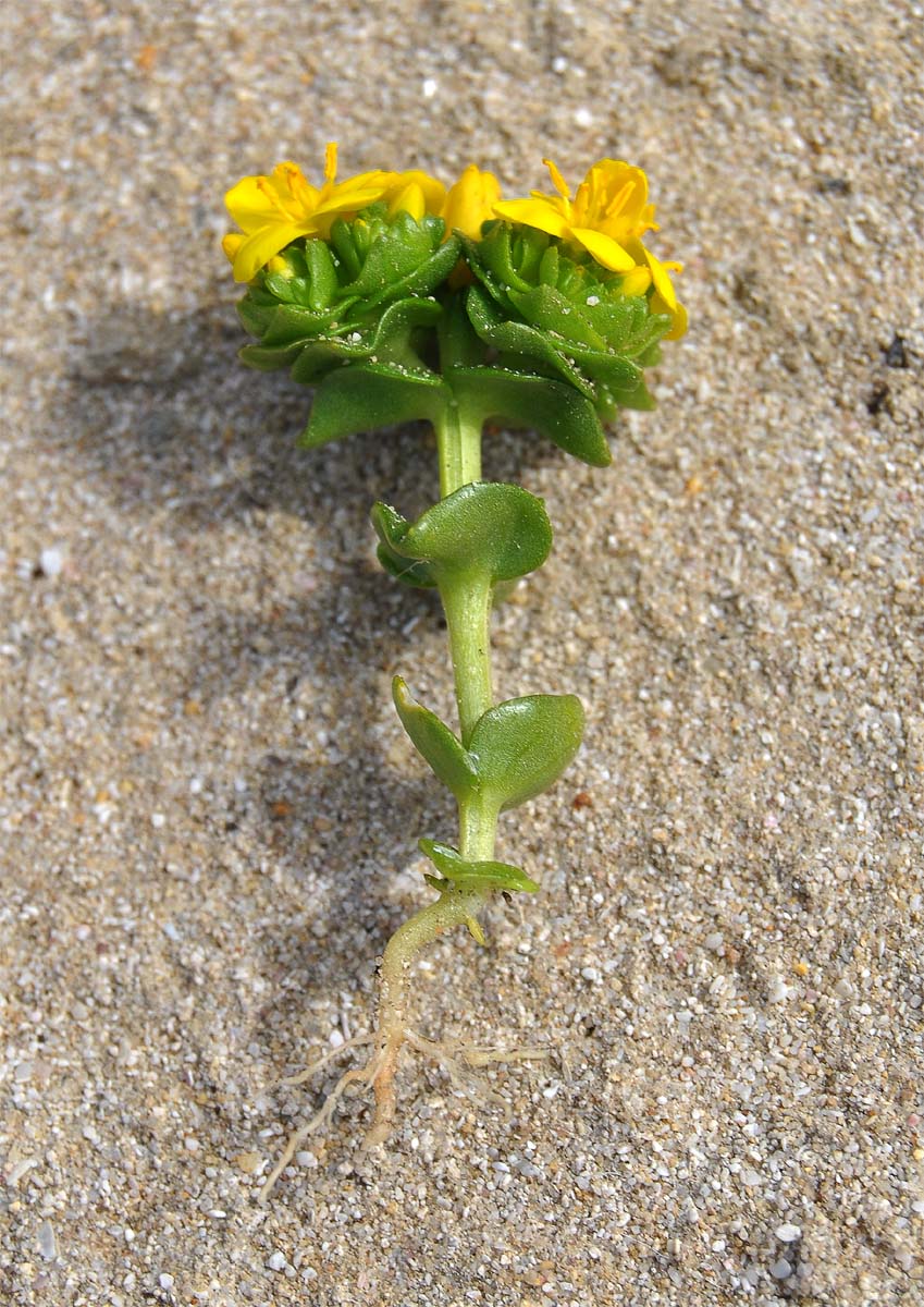 Image of Sebaea aurea specimen.