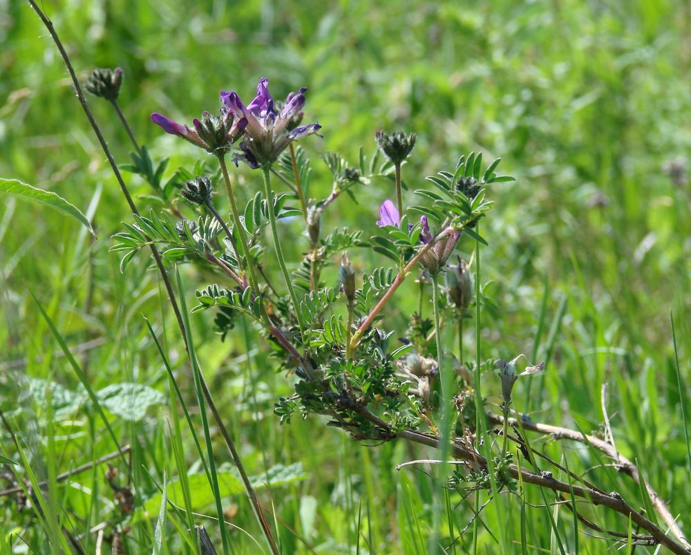 Image of Astragalus suffruticosus specimen.