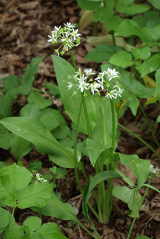 Изображение особи Allium ursinum.