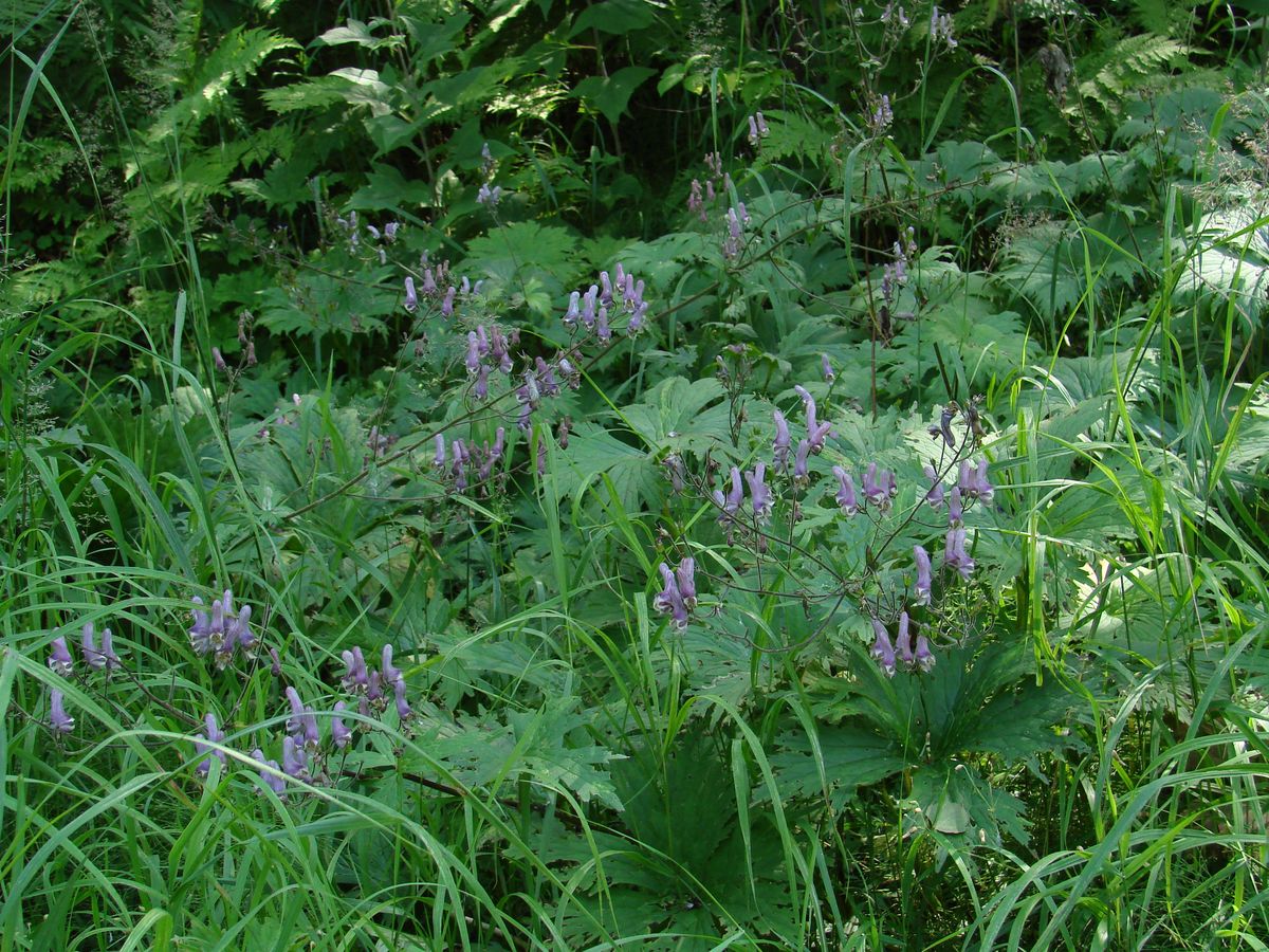 Image of Aconitum septentrionale specimen.