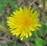 genus Taraxacum. Соцветие. Дагестан, окр. г. Дербент, у лесной дороги. 08.05.2018.