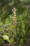 Pyrola media. Цветущее растение среди Calluna vulgaris. Мурманская обл., Кандалакшский р-н, окр. оз. Толванд, сосновый лес. 03.08.2015.