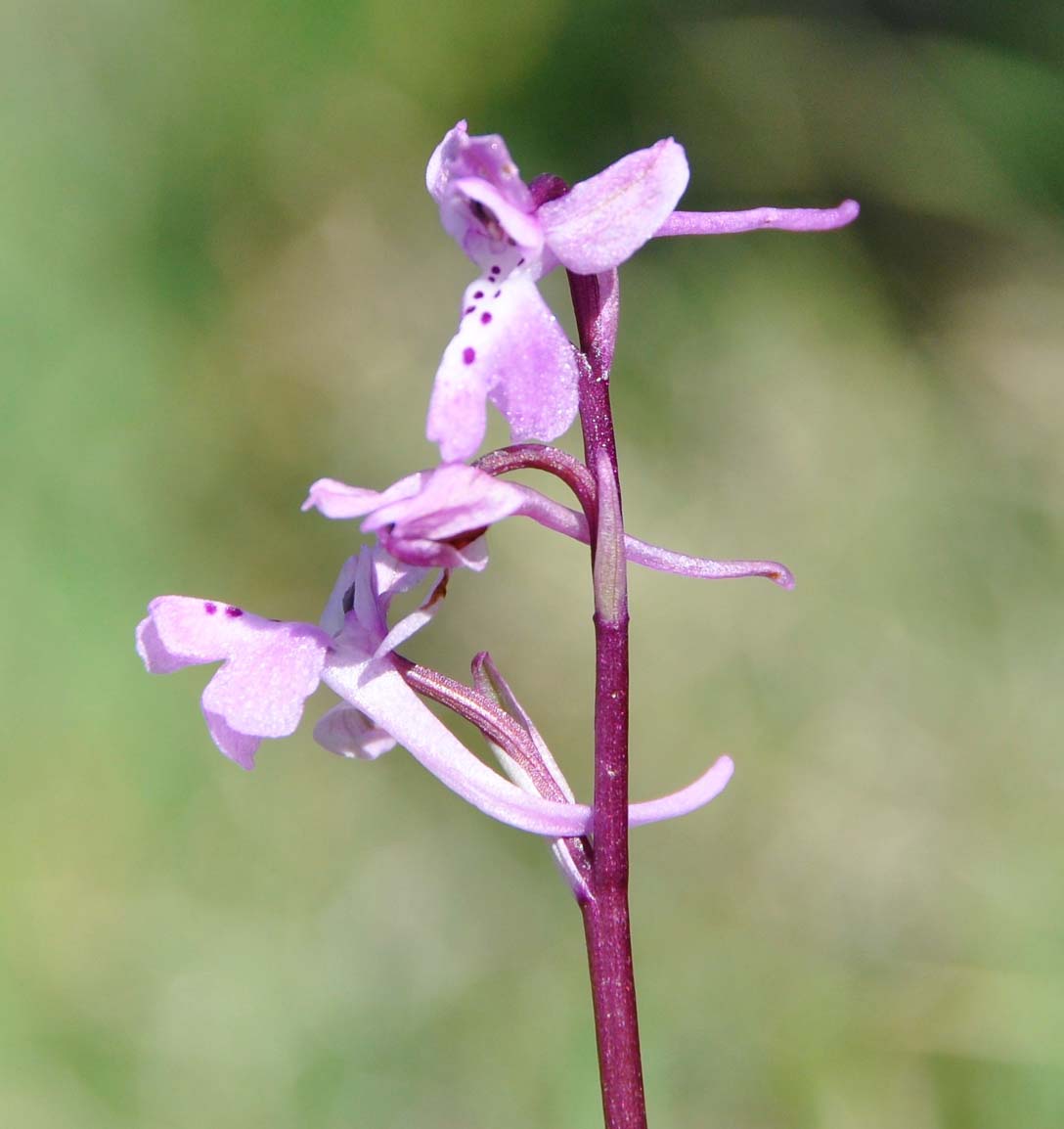 Image of Orchis anatolica specimen.