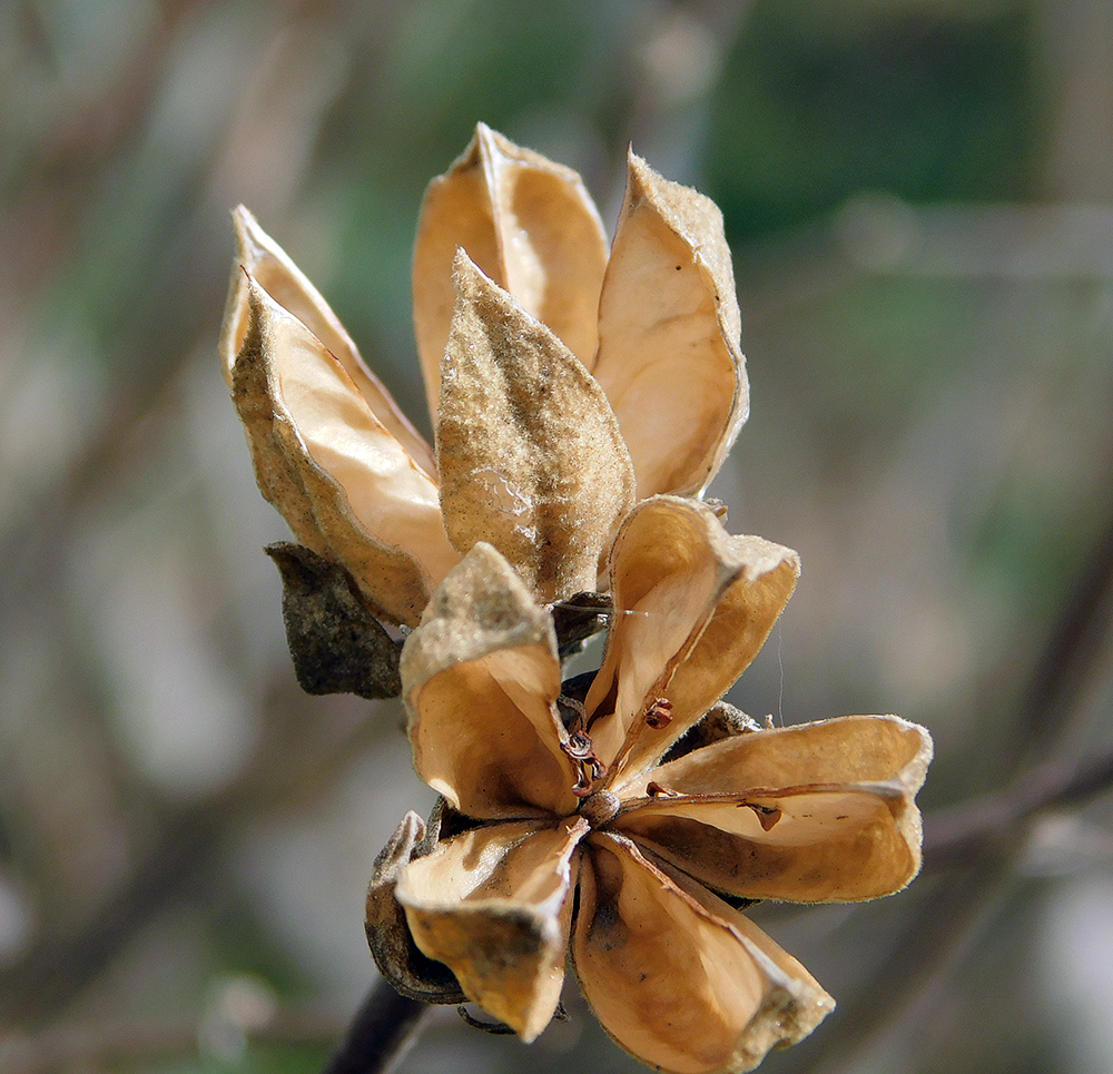 Image of Hibiscus syriacus specimen.