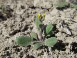 Arabidopsis pumila. Цветущее растение. Крым, Советский р-н, 8 км к северу от пос. Дмитровка, побережье залива Сиваш на границе заказника \"Присивашский\", солончак. 21 апреля 2019 г.