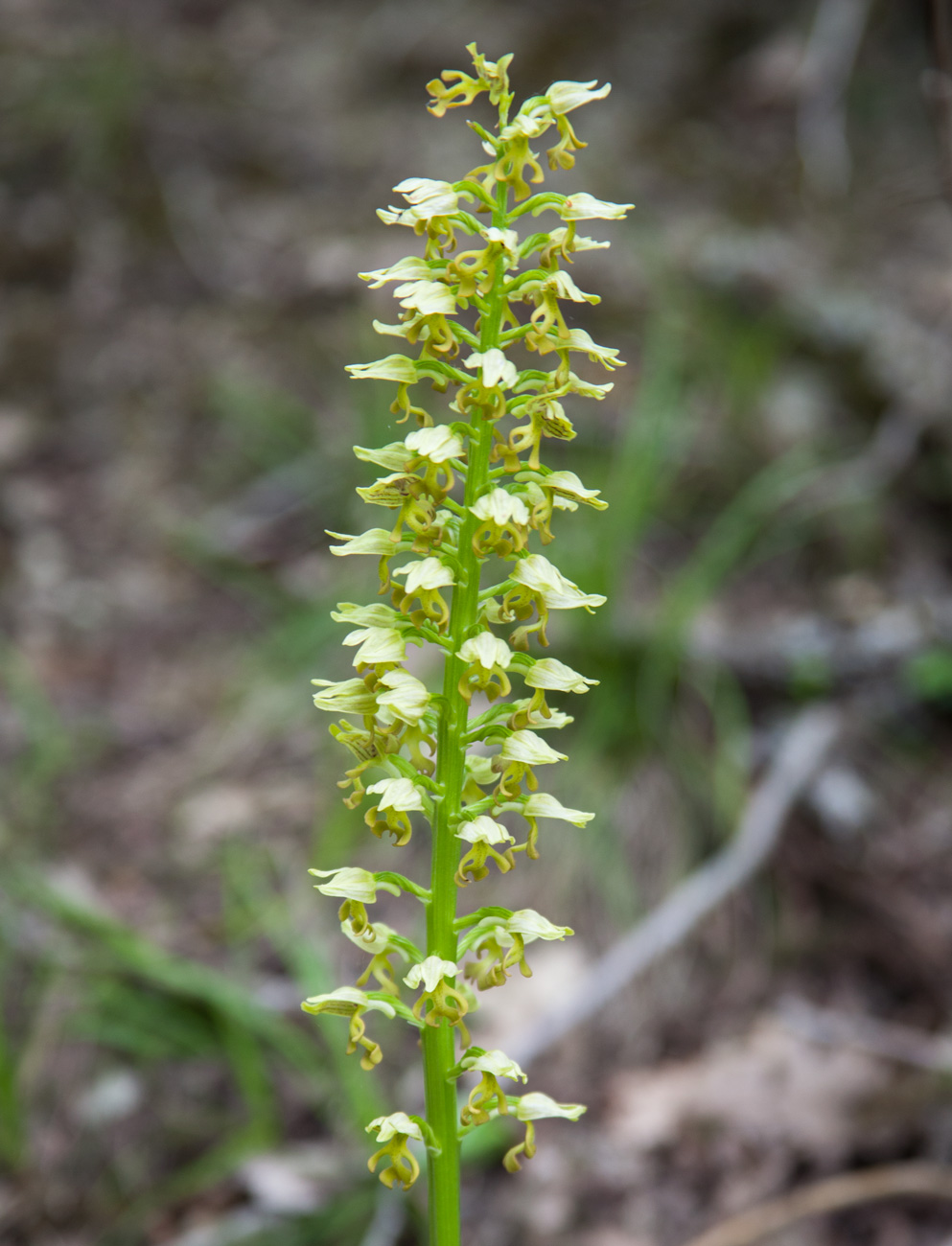 Image of Orchis punctulata specimen.