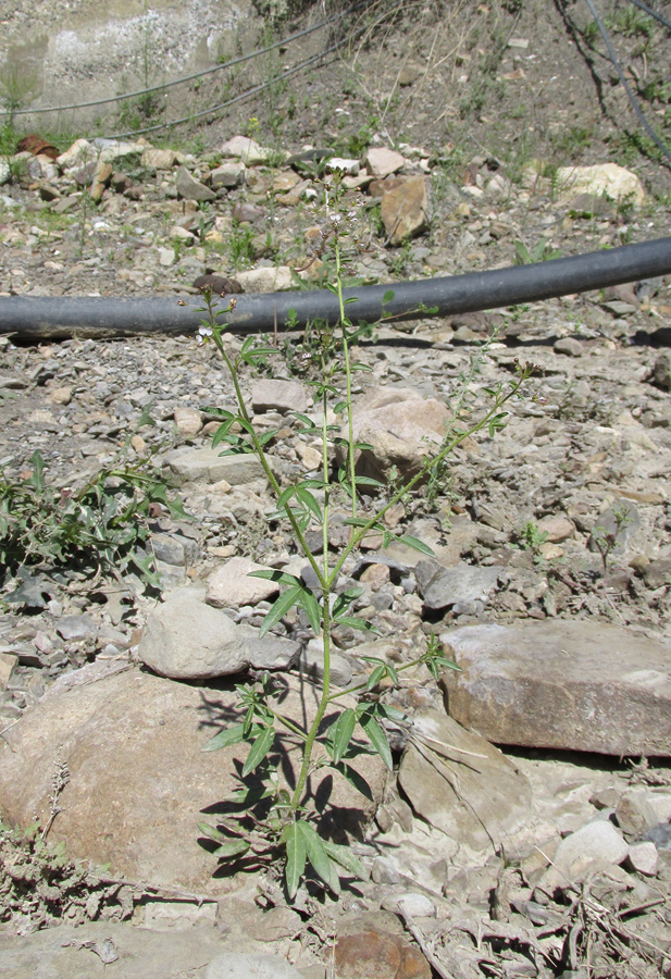 Image of Cleome daghestanica specimen.