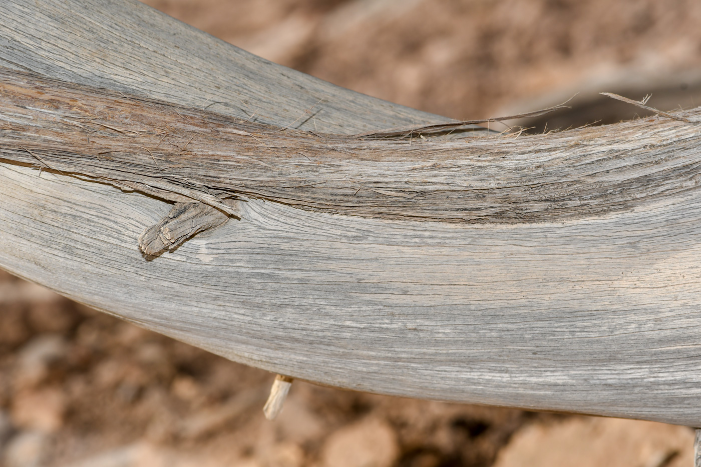 Image of Juniperus phoenicea specimen.