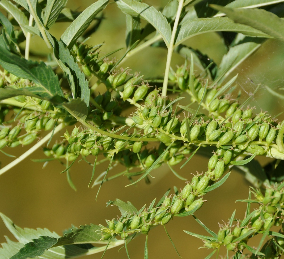 Image of Datisca cannabina specimen.