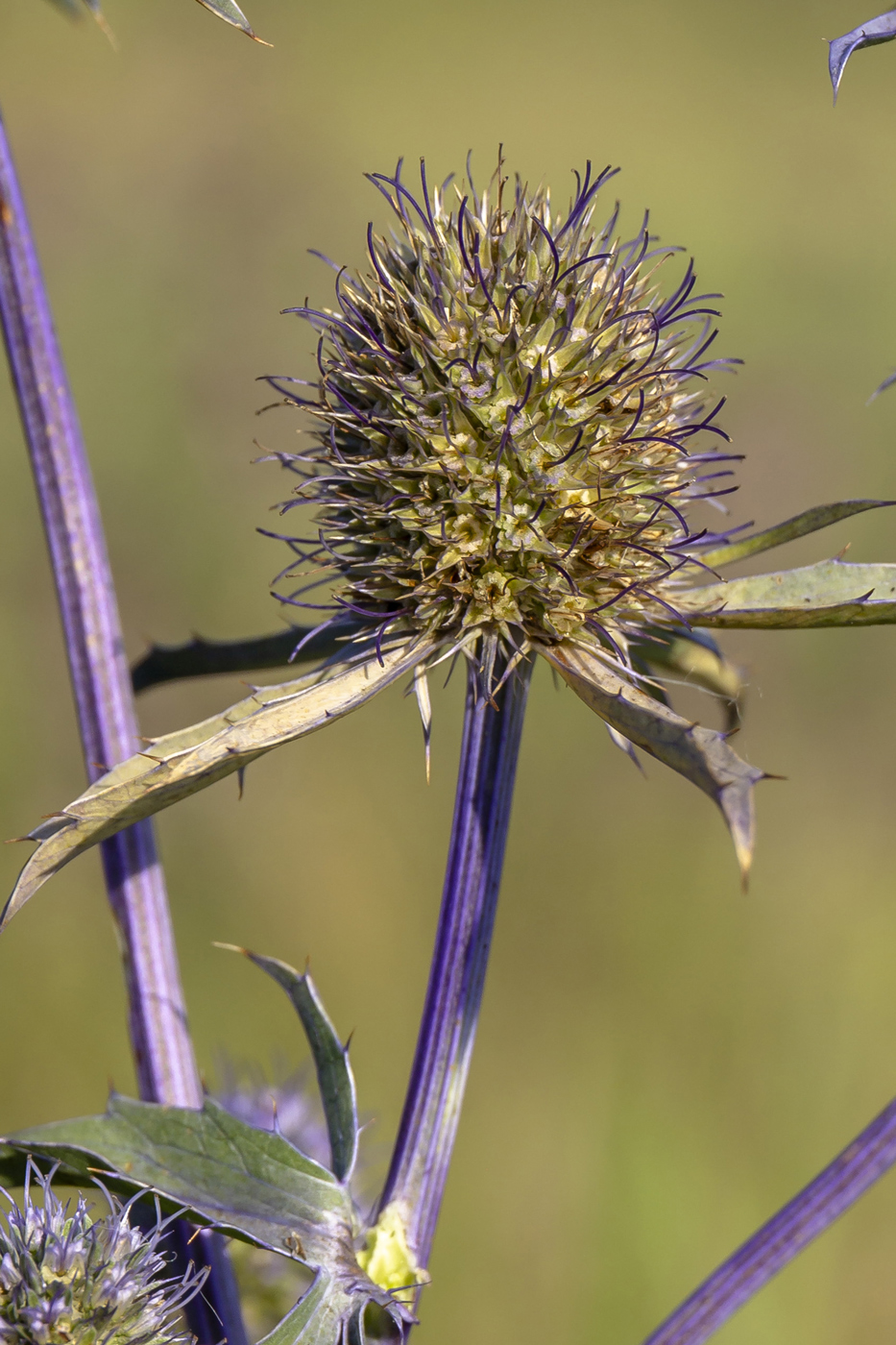 Image of Eryngium planum specimen.