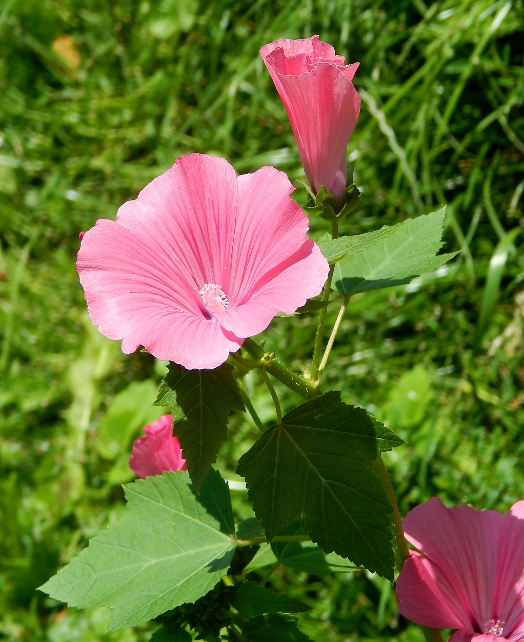 Изображение особи Malva trimestris.