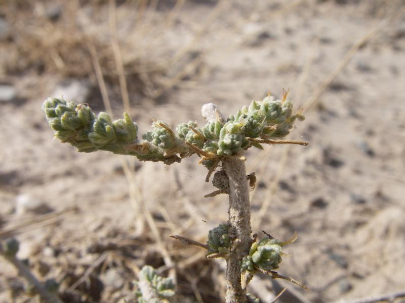 Image of Camphorosma lessingii specimen.