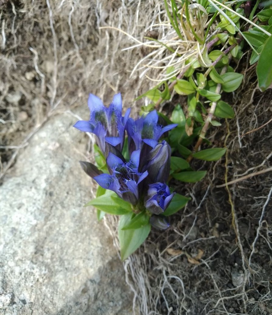 Image of Gentiana septemfida specimen.